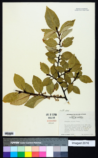 Elaeagnus pungens image