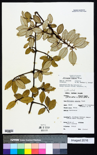 Elaeagnus pungens image