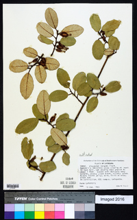 Elaeagnus pungens image