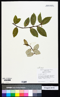 Elaeagnus pungens image