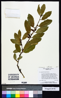 Elaeagnus pungens image