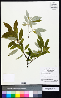 Elaeagnus umbellata image