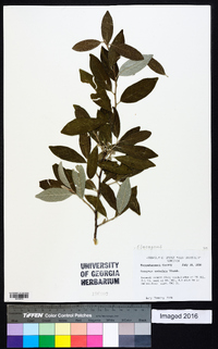 Elaeagnus umbellata image