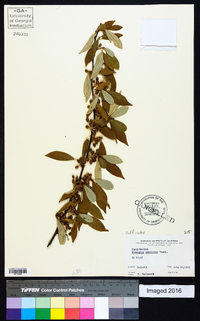 Elaeagnus umbellata image