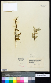 Elaeagnus umbellata image