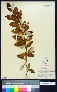 Elaeagnus umbellata image