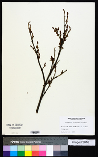 Shepherdia canadensis image