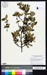 Shepherdia canadensis image