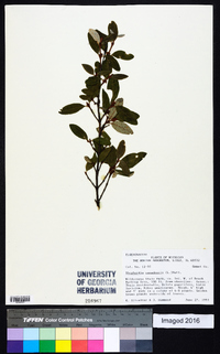 Shepherdia canadensis image