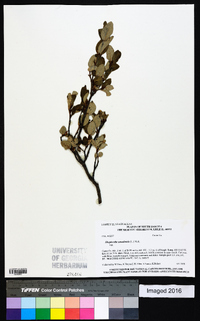 Shepherdia canadensis image