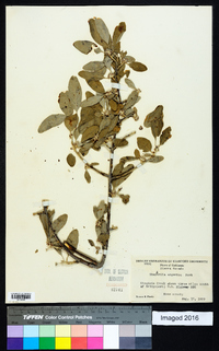 Shepherdia argentea image