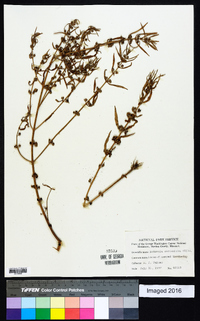 Ammannia auriculata image