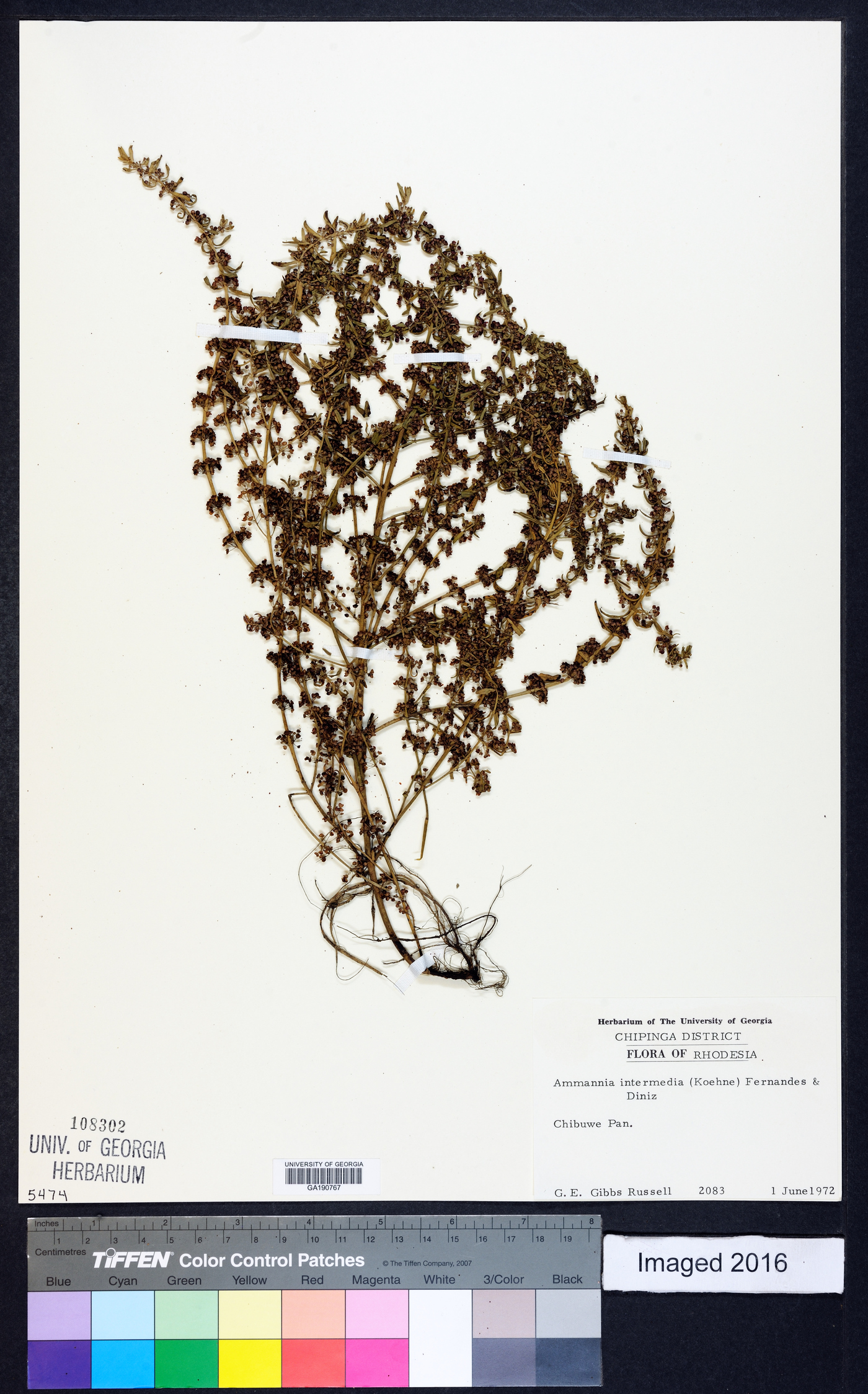 Ammannia senegalensis image