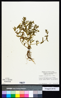 Ammannia baccifera image
