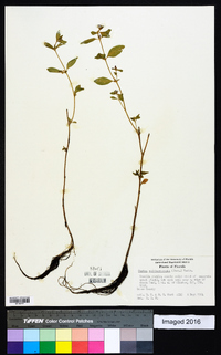 Cuphea carthagenensis image