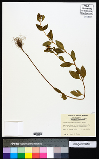 Cuphea carthagenensis image