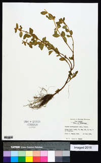 Cuphea carthagenensis image