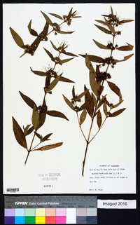 Decodon verticillatus image