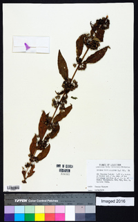 Decodon verticillatus image