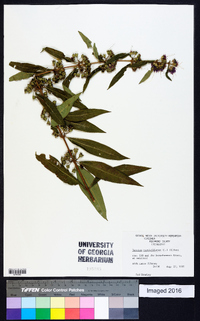 Decodon verticillatus image