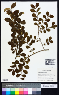 Lagerstroemia indica image