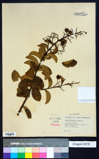 Lagerstroemia indica image