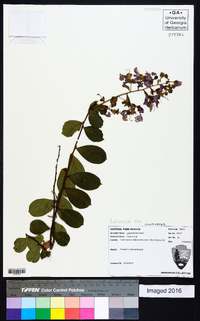 Lagerstroemia indica image