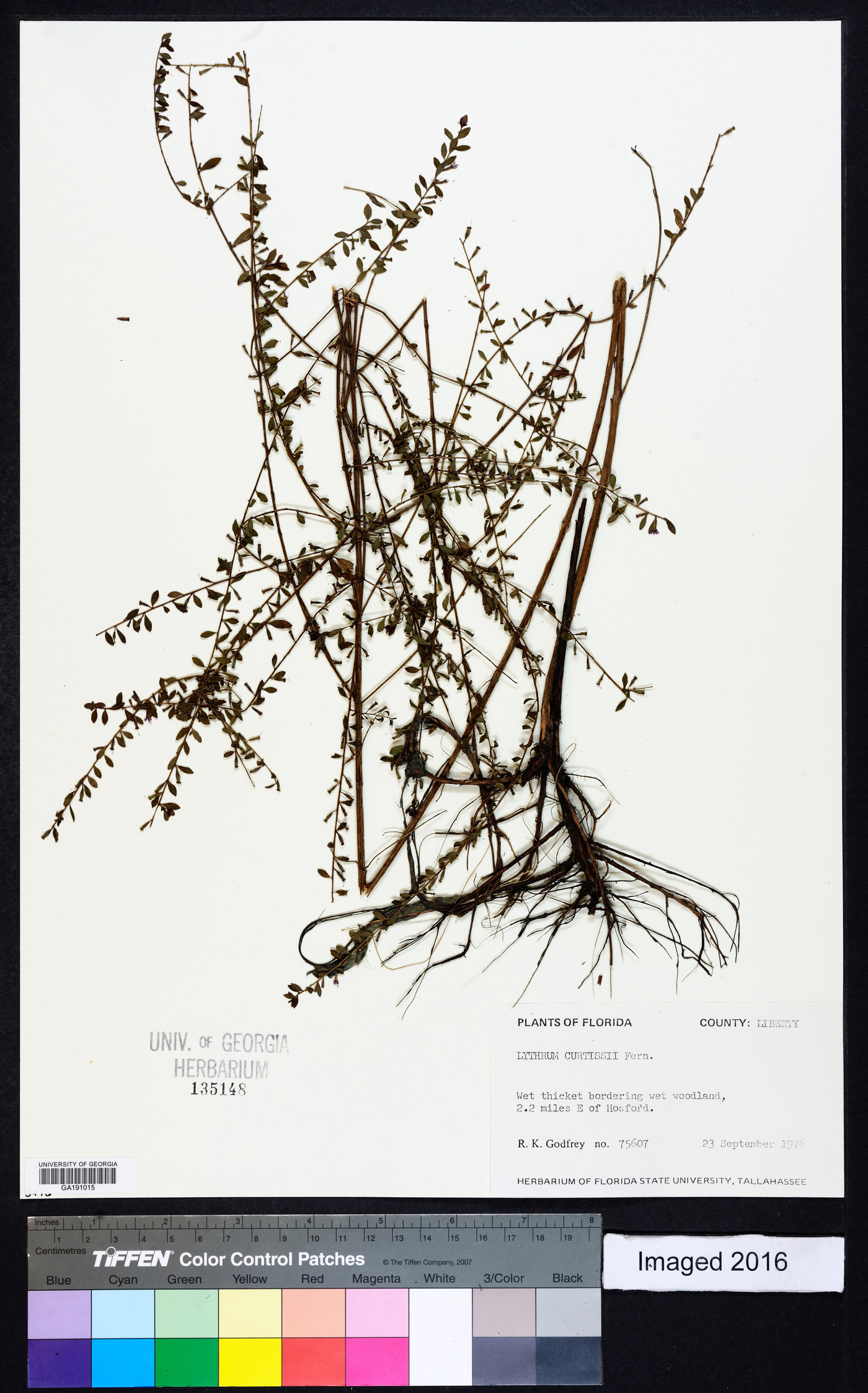 Lythrum curtissii image