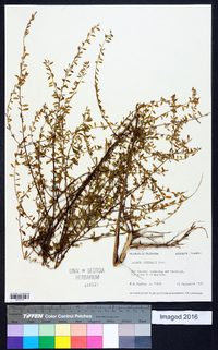 Lythrum curtissii image