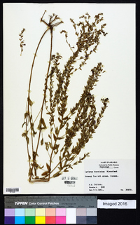 Lythrum dacotanum image