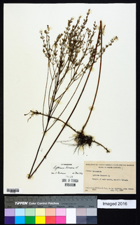 Lythrum lineare image