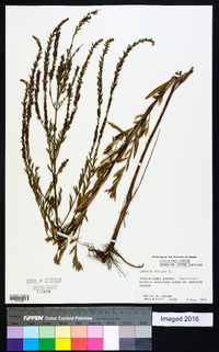 Lythrum lineare image