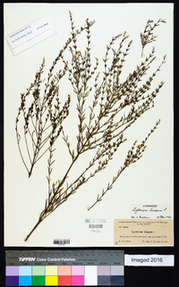 Lythrum lineare image