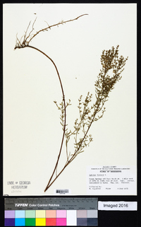 Lythrum lineare image