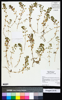 Lythrum portula image