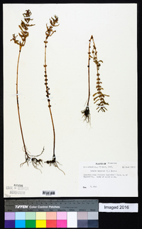 Rotala ramosior image