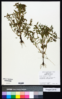 Rotala ramosior image