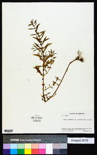 Rotala ramosior image