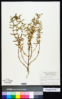 Rotala ramosior image