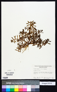 Rotala ramosior image