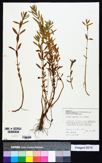 Rotala ramosior image