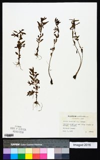 Rotala ramosior image