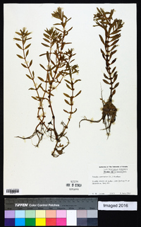 Rotala ramosior image