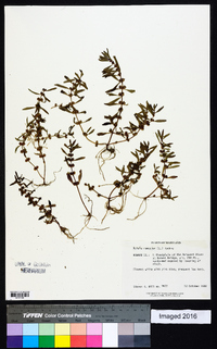 Rotala ramosior image