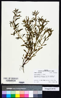 Rotala ramosior image