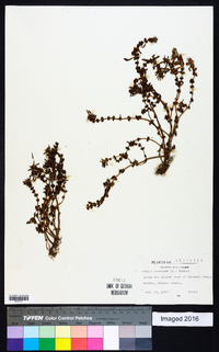 Rotala ramosior image