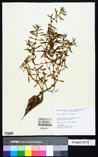 Rotala ramosior image