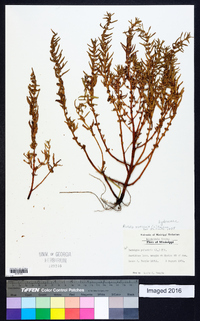 Rotala ramosior image