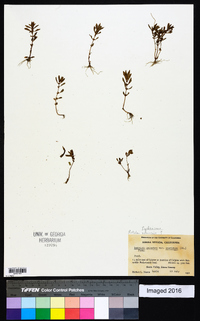 Rotala ramosior image