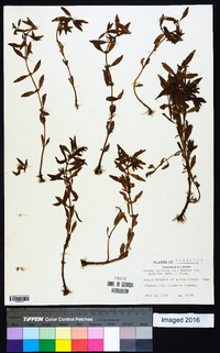 Rotala ramosior image